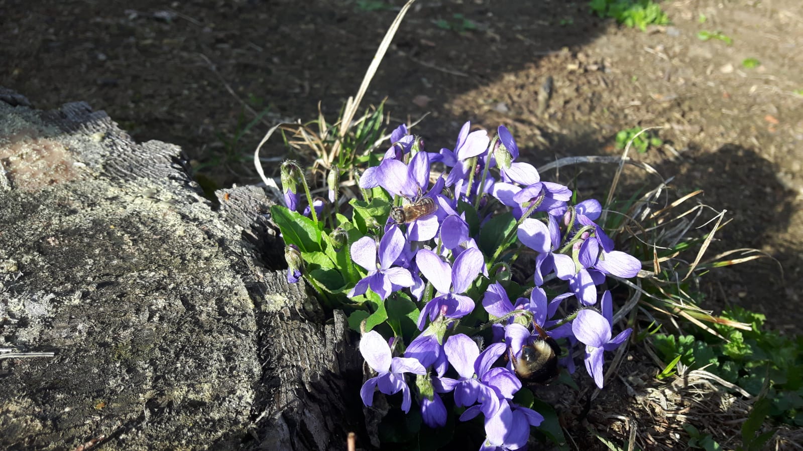 Biene mit Veilchen Biene mit Veilchen