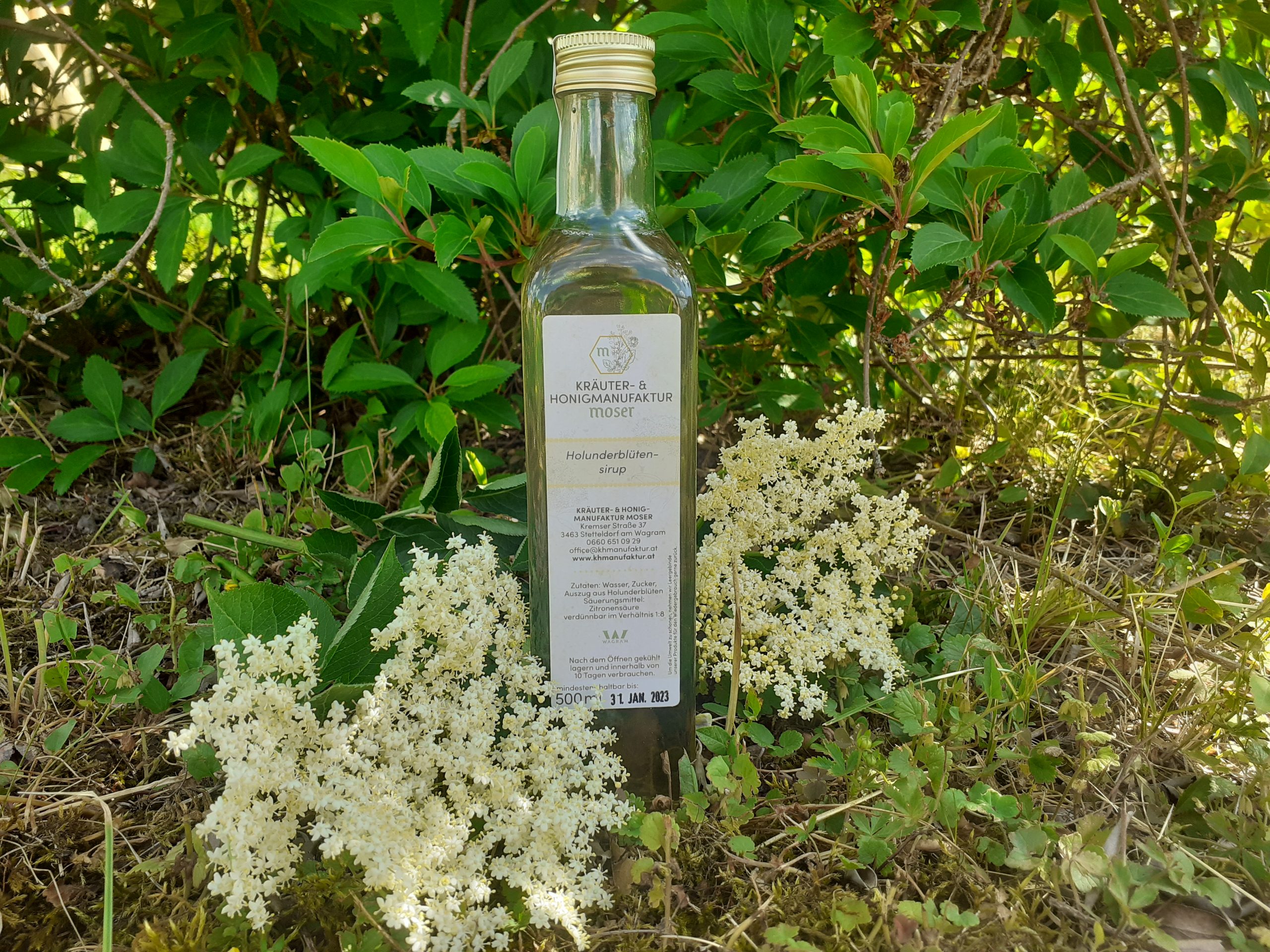 Holunderblütensirup Holunderblütensirup