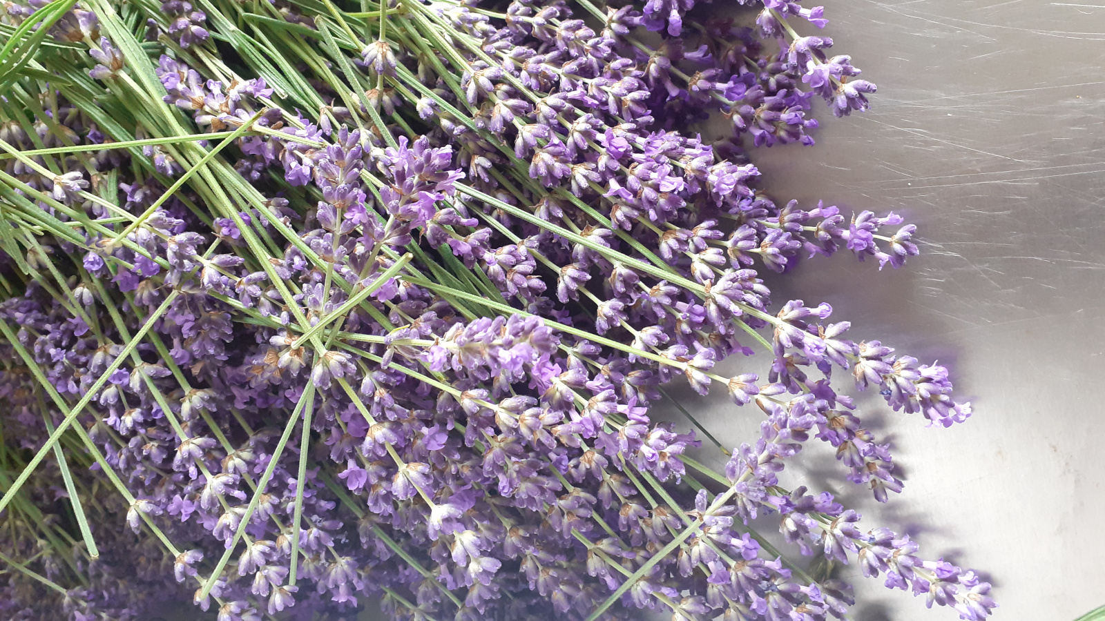 Lavendel frisch-1600-900 Lavendel frisch-1600-900